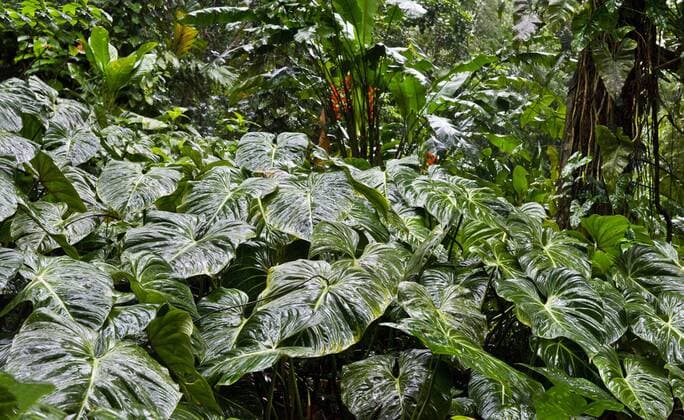 Botanischer Garten von Rio de Janeiro seoh14093