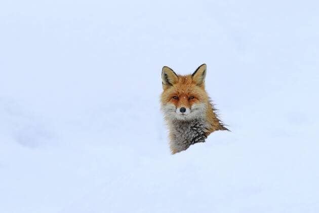 Rotfuchs, Rot-Fuchs (Vulpes vulpes), sitzt im Schnee, Italien red fox (Vulpes vulpes), sitting in the snow, Italy BLWS362950