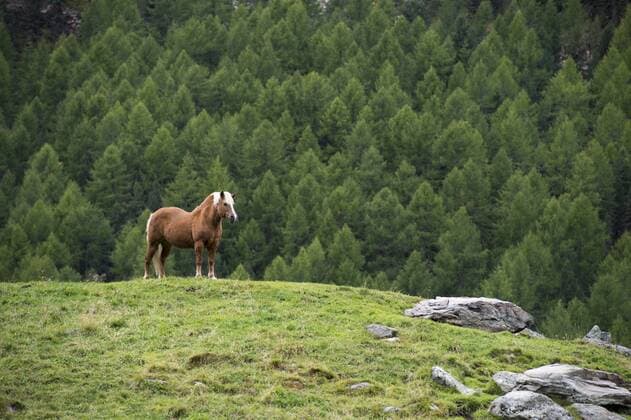 Haflinger auf der Weide rihe12095