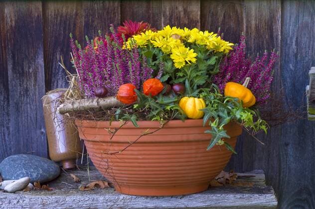 Terrakottaschale mit Heidekraut, Herbstastern, Lampionpflanze und Zierkuerbissen, Deutschland, Brunnen terracotta pot with autumn flowers, Germany, Brunnen BLWS320074