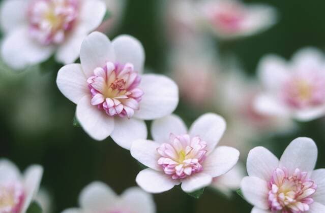 Dreilappiges Leberbluemchen, Leberbluemchen (Hepatica Tutage No Kagayuki , Hepatica Tutage No Kagayuki, Hepatica nobilis, Anemone hepatica), Sorte Tutage No Kagayuki, Wintermaerchen Hepatica liverleaf, American liverwort (Hepatica Tutage No Kagayuki , Hepatica Tutage No Kagayuki, Hepatica nobilis, Anemone hepatica), cultivar Tutage No Kagayuki BLW053466