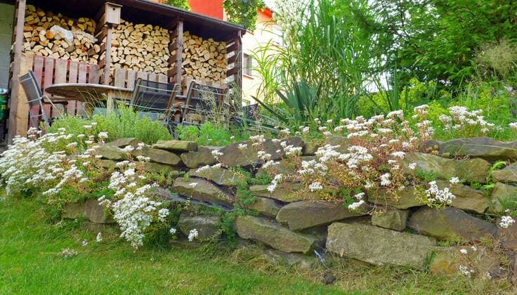 Weisse Fetthenne (Sedum album), Steingartenbeet mit Natursteinmauer in einem Garten mit Holzstapel, Deutschland white stonecrop (Sedum album), rock garden bed in a garden with a stack of logs, Germany BLWS340330