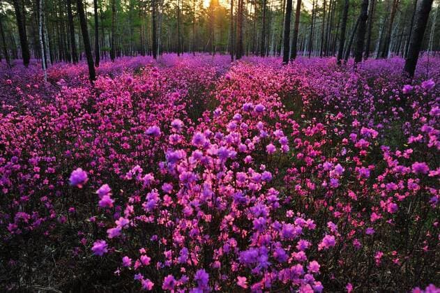 (140429) -- HUMA COUNTY, April 29, 2014 (Xinhua) -- Rhododendrons blossom in a pine forest near Oupu Township of Huma County, northeast China s Heilongjiang Province, April 29, 2014. (Xinhua Zhou Changping) (lmm) CHINA-HEILONGJIANG-HUMA-RHODODENDRON-SCENERY (CN) 