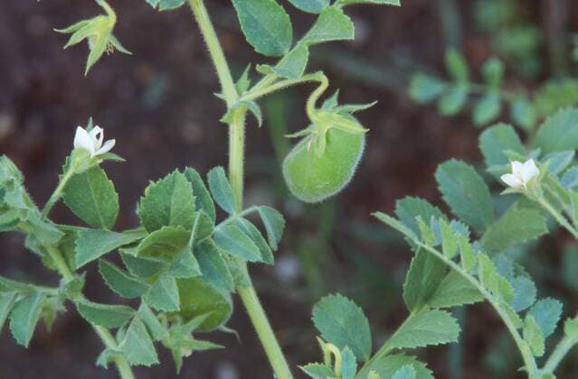 IMAGO Nature: Unsere Erde, Klimawandel, Ernährung, Pflanzen der Zukunft, Kichererbse Kichererbse, Kicher-Erbse (Cicer arietinum), Blueten und Fruechte bush garbanzo bean, chickpea (Cicer arietinum), flowers and fruits BLW044821