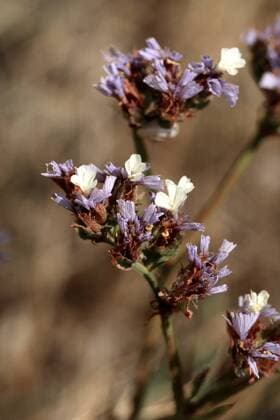Buchtiger Meerlavendel, Gefluegelter Strandflieder (Limonium sinuatum), bluehende Pflanze, Griechenland, Kreta sinuata statice, perennial sea-lavender, winged sea-lavender, wavyleaf sea-lavender (Limonium sinuatum), blooming plant, Greece, Crete BLW046879