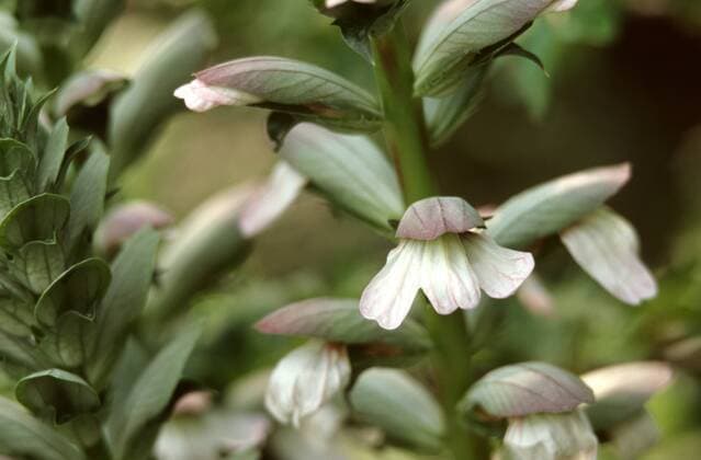 Pracht-Akanthus, Prachtakanthus (Acanthus mollis), bluehend Bear s breech (Acanthus mollis), blooming BLW048843