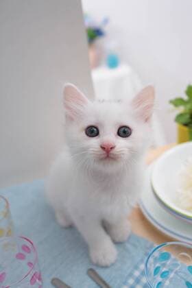 Kitten  (myfa002653)