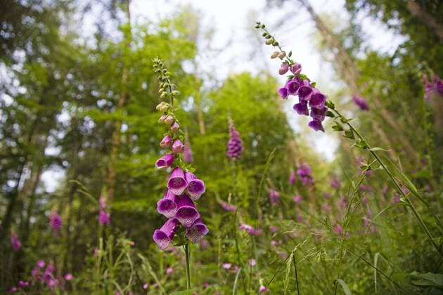 Roter Fingerhut (Digitalis purpurea), Bluetenstaende auf einer Waldlichtung, Deutschland, Baden-Wuerttemberg, Odenwald common foxglove, purple foxglove (Digitalis purpurea), inflorescences on a clearing, Germany, Baden-Wuerttemberg, Odenwald BLWS364480