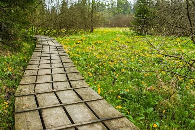 ein Laufsteg führt durch eine Sumpfdotterblumenwiese im Nationalpark Bayerischer Wald, Bayern, Deutschland in den Wäldern des Nationalparks Bayerischer Wald