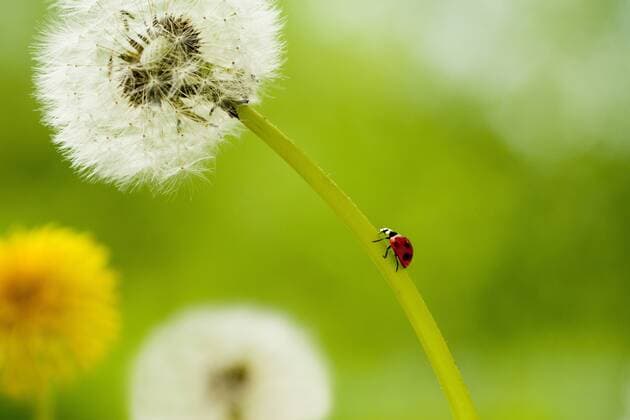 !ATTENTION PHOTO MONTAGE! IMAGE MONTAGE, DIGITAL COMPOSITE Ladybug on Dandelion  ( iryb002487)