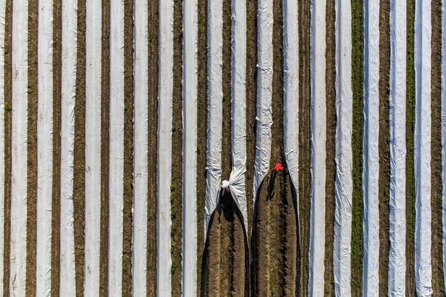 Spargelernte am Niederrhein, Arbeiter decken Spargeldämme mit Folie ab, unter der Folie wächst der Spargel früher und schneller