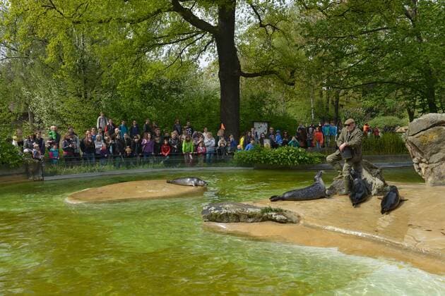 Fuetterung, Seehunde, Zoo, Berlin, Deutschland Fütterung Fuetterung Seehunde Zoo Berlin Deutschland