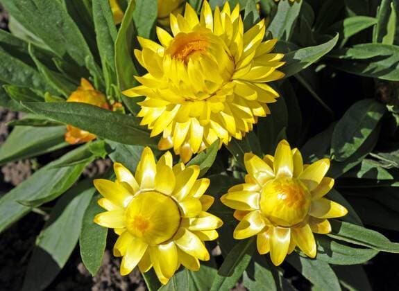 Nur bei Sonne und gutem Wetter oeffnen die Gartenstrohblumen ihre gelben Blutenkoepfe Strohblume_5257