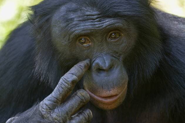Bonobo (Pan paniscus), Porträt, Lola ya Bonobo Sanctuary, Kimwenza, Mont Ngafula, Kinshasa, Demokratische Republik Kongo ibxfvp03906032.jpg