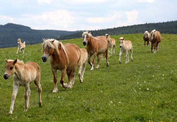 Haflinger-Gestüt Meura 20.05.14 , Meura, Haflinger-Gestüt und Reiterhof Meura, im Bild: Haflinger auf der Weide Koppel teilweise mit Jungtieren Fohlen