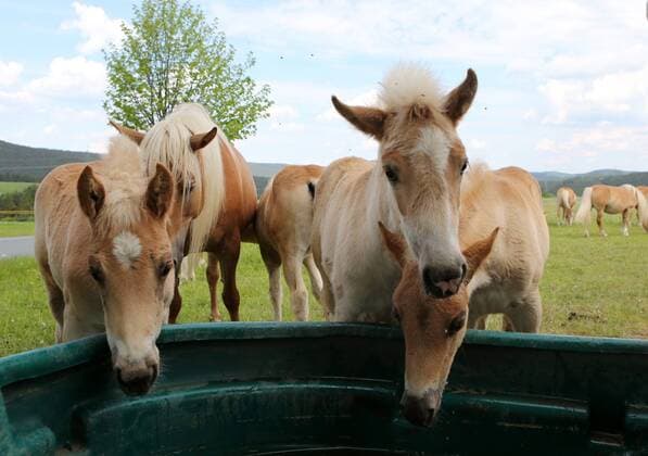 Haflinger-Gestüt Meura 20.05.14 , Meura, Haflinger-Gestüt und Reiterhof Meura, im Bild: Haflinger auf der Weide Koppel teilweise mit Jungtieren Fohlen