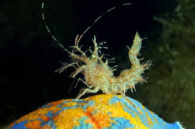 Sharp s Garnele (Rhynocrangon sharpi), Japanisches Meer, Region Primorje, Russland, Europa ibxaaa03893290.jpg