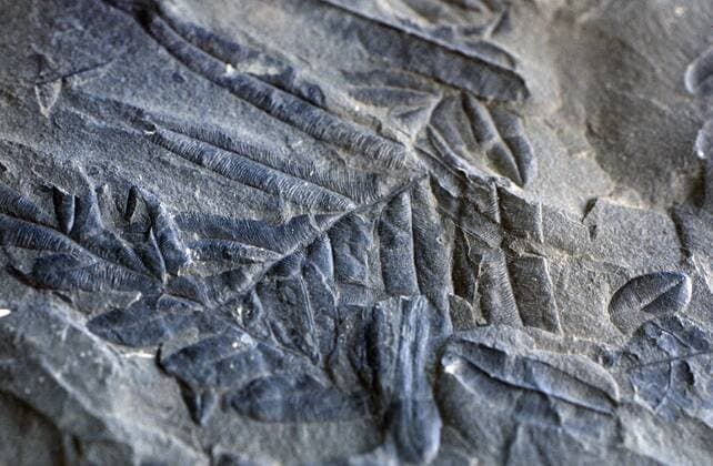 Alethopteris, fossiler Samenfarn aus dem Karbon Alethopteris, fossile seed fern from Carboniferous BLW053498