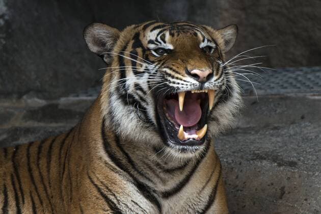 Ein Hinterindischer oder Indochina-Tiger (Panthera tigris corbetti) im Alfred-Brehm-Haus im Tierpark Berlin-Friedrichsfelde. Sein Lebensraum sind deckungsreiche Landschaften in Wassernähe. Zur Hauptbeute zählen große Huftiere, wie Hirsche und Wildschweine. Durch die fortschreitende Zerstörung des Lebensraumes ist der Bestand dieser Tierart sehr gefährdet. Brüllender Tiger