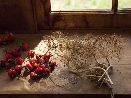 Collecting and storing the fruits of the garden for winter, dried seeds, herbs, nuts and vegetables. Seeds for the garden. 