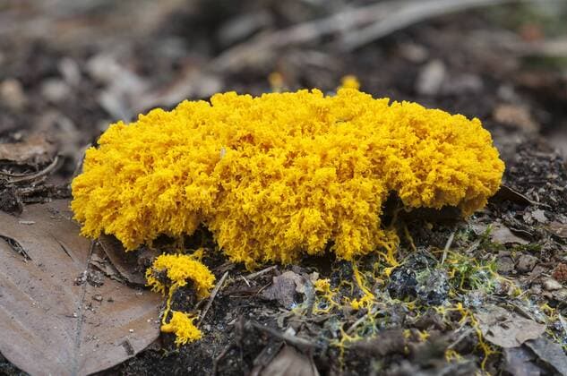 IMAGO Nature: Unsere Erde: Pflanzenwelt: Hässliche Pflanzen Gelbe Lohblüte, Hexenbutter (Fuligo septica), Hessen, Deutschland, Europa iblcag03918882.jpg