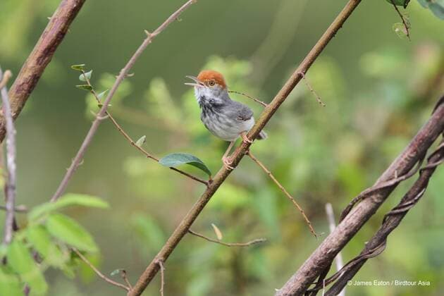 IMAGO Nature: Unsere Erde, Naturschutz, Naturschutzgebiete in Asien (140605) -- PHNOM PENH, June 5, 2014 (Xinhua) -- The picture released by the World Wildlife Fund (WWF) shows a new species of Cambodian Tailorbird, which was discovered in Phnom Penh, Cambodia in 2013. A giant flying squirrel, a skydiving gecko and an eyeless cave-dwelling spider are among the 367 new species that have been discovered in the Greater Mekong region in the past two years, the World Wildlife Fund (WWF) said in a statement on Thursday. (Xinhua) CAMBODIA-PHNOM PENH-NEW SPECIES 