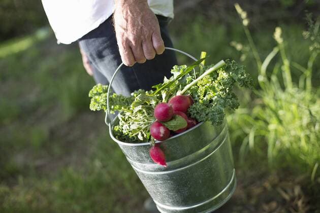 An organic farm in the countryside near Woodstock. Summer party. A man carrying a metal pail of harvested salad leaves, herbs and vegetables. 