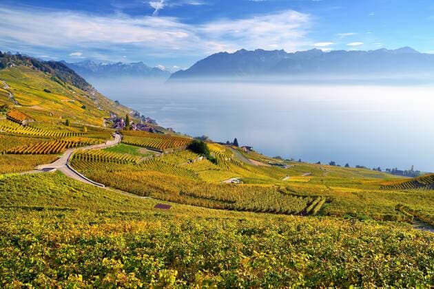  Herbstfarbene Rebberge mit Nebelschwaden, am Genfersee, im Lavaux, UNESCO-Welterbe, Epesses, Kanton Waadt, Schweiz, Europa ibxdab03922562.jpg