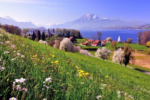 Blühende Kirschbäume am Vierwaldstättersee, Sicht zum Pilatus, Greppen, Kanton Luzern, Schweiz, Europa ibxdab03922702.jpg