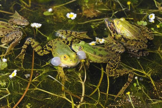 Kleiner Teichfrosch, Kleiner Gruenfrosch, Kleiner Wasserfrosch, Tuempelfrosch, Italienischer Wasserfrosch (Rana lessonae, Pelophylax lessonae, Rana bergeri, Pelophylax bergeri, Pelophylax lessonae bergeri), balzende Wasserfroesche , Frankreich, Korsika Pool frog, Little waterfrog (Rana lessonae, Pelophylax lessonae, Rana bergeri, Pelophylax bergeri, Pelophylax lessonae bergeri), mating pool frogs, France, Corsica BLWS366762