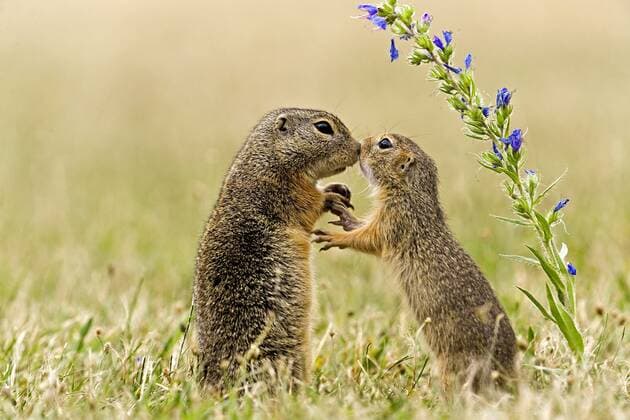Europaeischer Ziesel, Europaeisches Ziesel, Schlichtziesel (Citellus citellus, Spermophilus citellus), zwei Ziesel beschnuppern sich, Oesterreich, Burgenland European ground squirrel, European suslik, European souslik (Citellus citellus, Spermophilus citellus), two susliks sniffing at each other, Austria, Burgenland BLWS366381