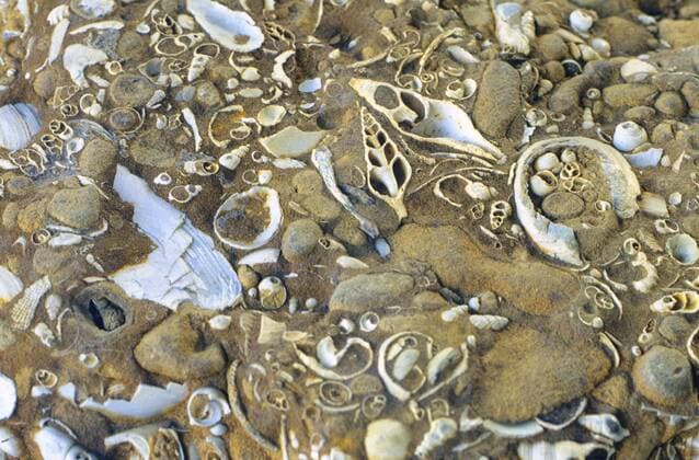 Gestein mit Molluskenschalen und dem Unteren Miozaen, Deutschland, Schleswig-Holstein shells of molluscs from the Early Miocene, Germany, Schleswig-Holstein BLW053508