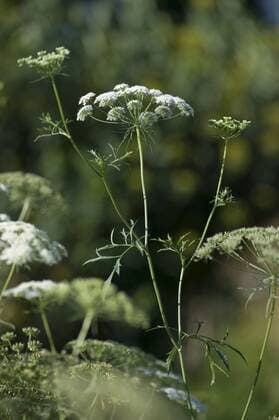 Grosse Knorpelmoehre (Ammi majus), bluehend, Deutschland bullwort, toothpick ammi, Bishop s flower (Ammi majus), blooming, Germany BLWS330124