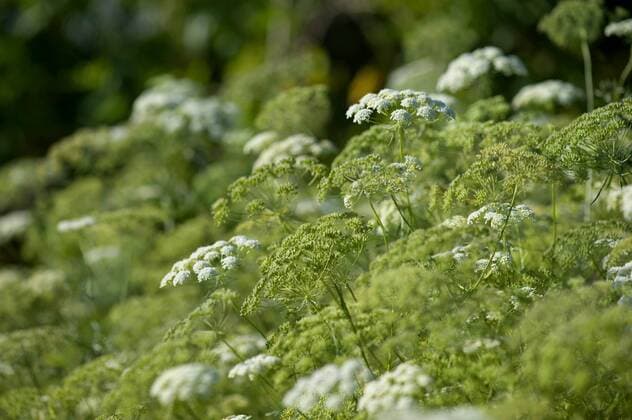 Grosse Knorpelmoehre (Ammi majus), bluehend, Deutschland bullwort, toothpick ammi, Bishop s flower (Ammi majus), blooming, Germany BLWS330126
