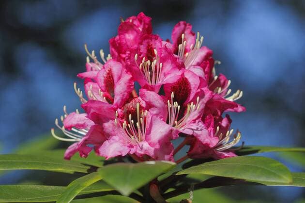 Rhododendron (Rhododendron spec.), bluehender Rhododendron rhododendron (Rhododendron spec.), blooming BLWS367562