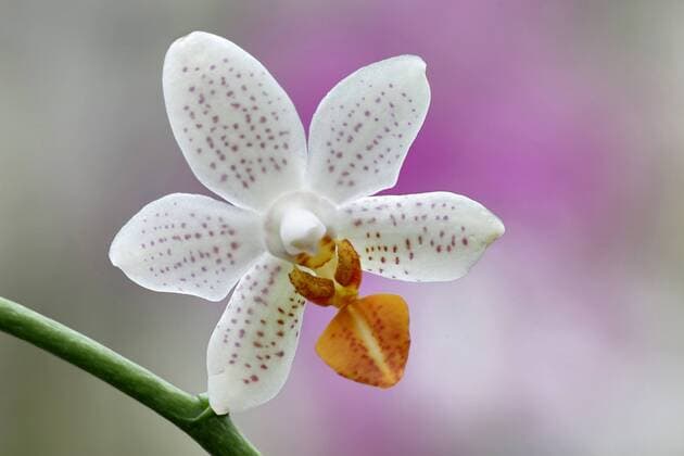 IMAGO Nature: Unsere Erde: Pflanzenwelt: Gepunktete Pflanzen Schmetterlingsorchidee, Schmetterlings-Orchidee, Nachtfalterorchidee, Nachtfalter-Orchidee, Malaienblume, Malayenblume, Phalaenopsis-Orchidee, Phalaenopsis (Phalaenopsis-Hybride), Einzelbluete Moth orchid (Phalaenopsis-Hybride), single flower BLWS215676
