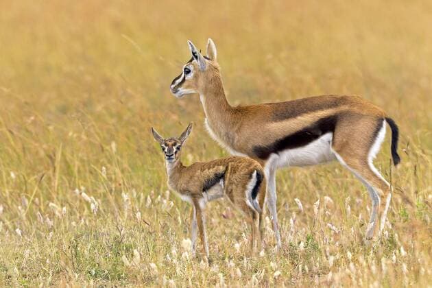 Thomsongazelle, Thomson-Gazelle (Gazella thomsoni), Weibchen mit Jungtier, Kenia, Masai Mara Nationalpark Thomson s gazelle (Gazella thomsoni), female with pup, Kenya, Masai Mara National Park BLWS368293
