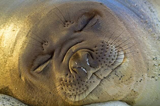 Weddellrobbe, Weddell-Robbe (Leptonychotes weddelli), Portraet einer schlafenden Robbe, Antarktis, Suedgeorgien, Paradise Bay Weddell seal (Leptonychotes weddelli), portrait of a sleeping seal, Antarctica, Suedgeorgien, Paradise Bay BLWS368304