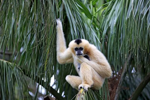 Nördlicher Weißwangen-Schopfgibbon (Nomascus leucogenys), adultes Weibchen auf Baum, capive, Singapur, Asien iblson03926335.jpg