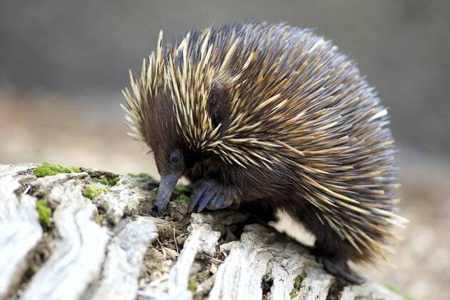 Kurzschnabeligel (Tachyglossus aculeatus), adult, Nahrungssuche, South Australia, Australien, Ozeanien iblson03926624.jpg