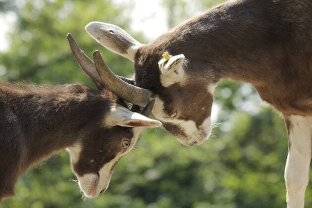 Hausziege (Capra aegagrus hircus), Ziegenrasse Thüringer Waldziege, auf der Roten Liste der Gesellschaft zur Erhaltung alter und gefährdeter Haustierrassen e.V. als stark gefährdet eingestuft _ zwei Ziegen messen ihre Kraefte