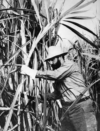 Apr. 29, 1965 - Havana, Cuba - Cuban revolutionary leader who led his country from 1959 until his retirement in 2008, FIDEL CASTRO transformed Cuba into the first communist state in the Western Hemisphere. President Castro outlasted no fewer than nine American presidents since he took power in 1959. PICTURED: FIDEL CASTRO cutting sugarcane. Havana Cuba  - ZUMAk09