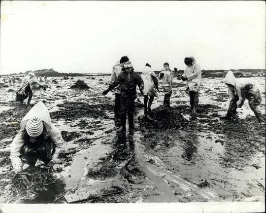IMAGO History, Ölpreiskrise 1973 Mar. 31, 1978 - Oil Crisis On The Brittany Beaches: Disaster To Bird And Marine Life Has Already Arrived On The French Coastline, As A Result Of the Oil Discharged By The Anoco Cadiz Oil Tanker. Efforts Are Being Made By The Local Police, Aided By Volunteer From All Over France, With Schoolchildren On Holiday Travelling From Parts To Help Clear The Beaches. Photo shows Young Volunteers Helping To Clear The Beaches Of Oil On The Brittany Coast.  - ZUMAk09