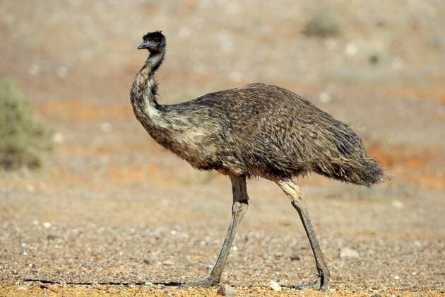 Emu (Dromaius novaehollandiae), adult, Sturt-Nationalpark, New South Wales, Australien, Ozeanien ibxson03941993.jpg