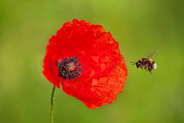 Europa; Deutschland; Niedersachsen; Hildesheim; Innerstetal; Tier; Hummel; Insekt: Hummel beim Anflug einer Mohnblüte