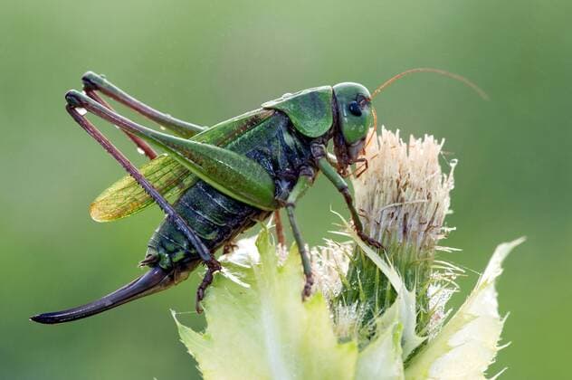 Warzenbeisser (Decticus verrucivorus), sitzt auf einer Distel, Deutschland, Bayern wart-biter, wart-biter bushcricket (Decticus verrucivorus), sitting on a thistle, Germany, Bavaria BLWS243870