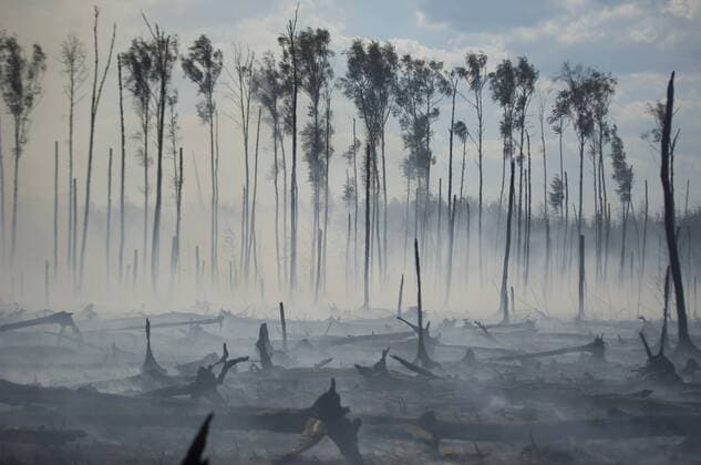 IMAGO Nature: Unsere Erde, Energiequellen, Torf ITAR-TASS: TVER REGION, RUSSIA. JULY 31, 2014. A forest ravaged by a peat fire that emerged due to an abnormal heat.  RE14BDBE