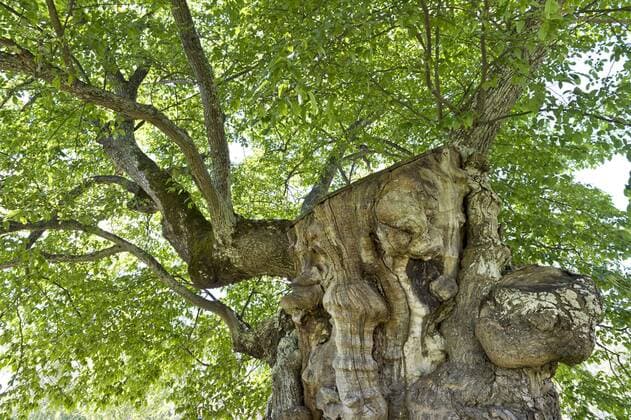  200 Jahre alte Ulme, Vorbild für den Limonadenbaum bei Pippi Langstrumpf, Informations- und Kulturzentrum Astrid Lindgrens Näs, Vimmerby, Smaland, Schweden, Europa ibxomk03946125.jpg