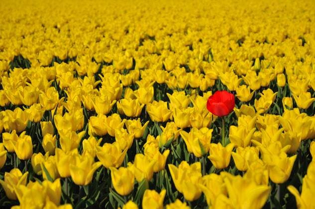 Gartentulpe, Garten-Tulpe, Tulpe (Tulipa gesneriana), einzelne rote Bluete in gelbem Tulpenfeld, Niederlande common garden tulip (Tulipa gesneriana), single red blossom in yellow tulip field, Netherlands BLWS272458