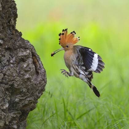 Wiedehopf (Upupa epops), beim Anflug auf seine Nisthoehle mit Kaefer im Schnabel, Ungarn hoopoe (Upupa epops), approaching the breeding cave with feed in the bill, Hungary BLWS371005